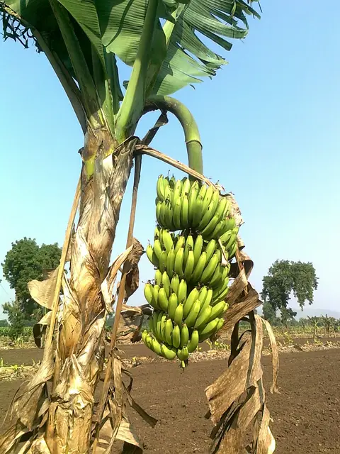 అరటి పంట