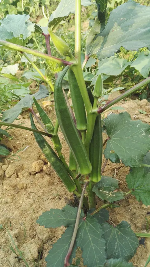 బెండకాయలు పంట