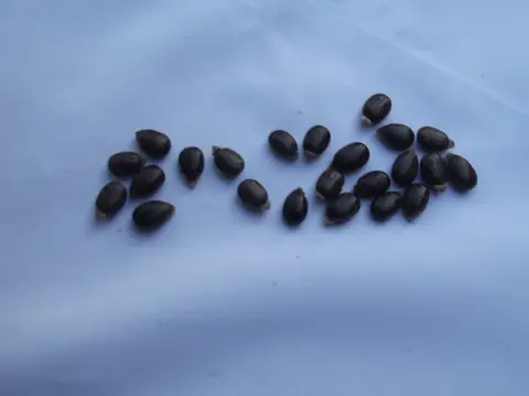 ఆముదాలు పంట