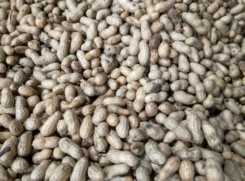 వేరుశెనగ పంట
