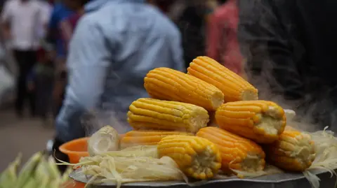 మొక్కజొన్న పంట