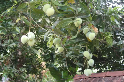 మామిడి పంట