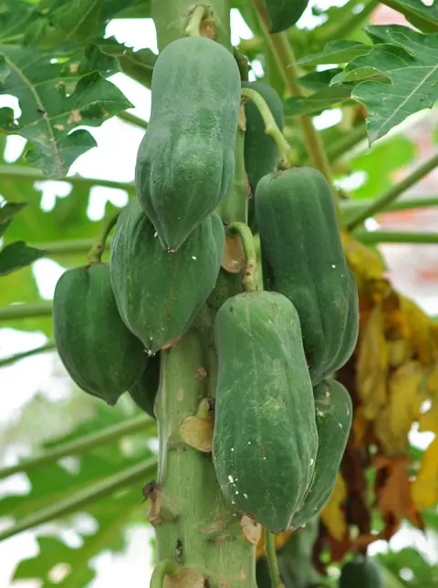 బొప్పాయి పంట