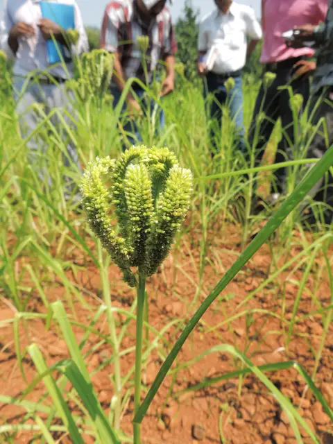రాగులు పంట