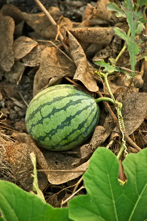 పుచ్చకాయ పంట